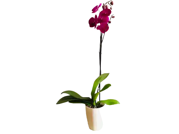 Orquidea De 1 Vara Morado Con Matera