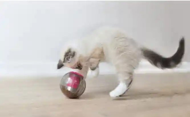 Juguete Bola Dispensadora Para Gatos Interactivo