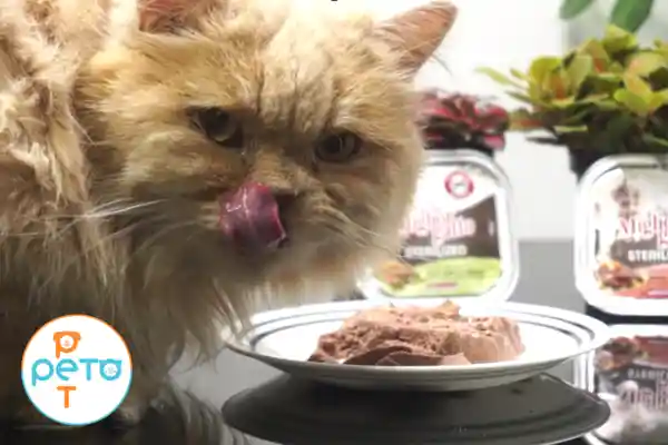 Alimento Húmedo Gato - Buey, Hígado Y Zanahoria - Super Premium Miglior Gatto