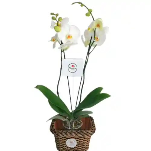 Orquídea En Maceta