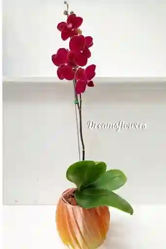 Orquídea Detalle