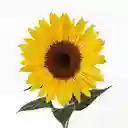 Arreglo Floral 10 Girasoles Brillo Solar en Jarrón