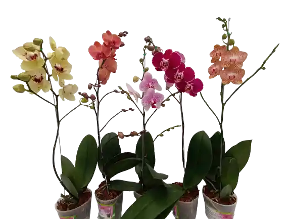 Combo Orquideas Premium X5