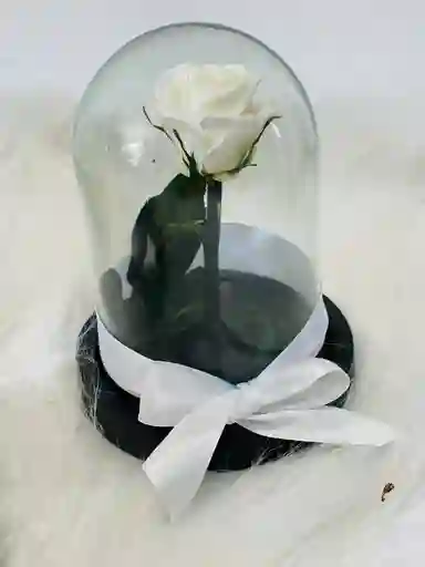 Mini Rosa Preservada Blanca
