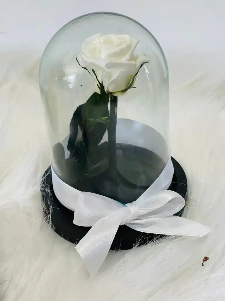 Mini Rosa Preservada Blanca