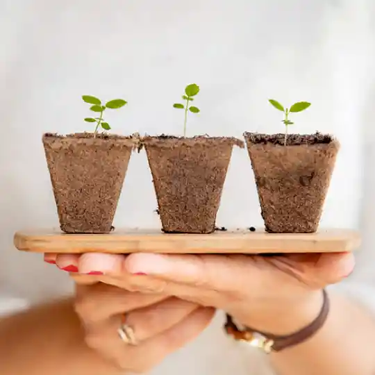 Semillas Para Germinados De Lenteja Verde