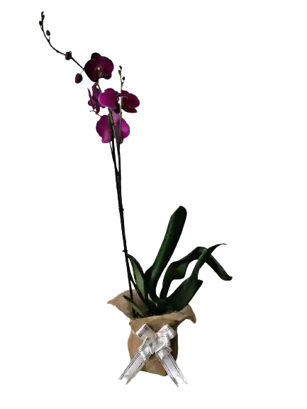 Orquídea 1 Vara Morada Fantasía