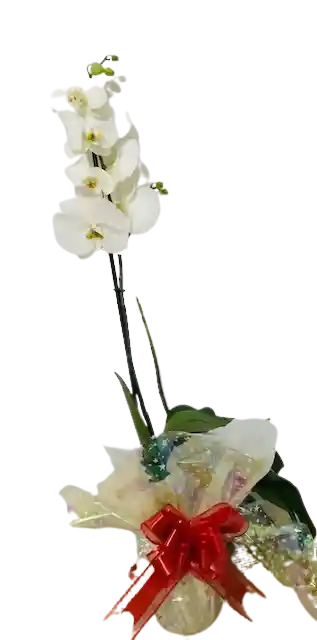 Orquídea 1 Vara Blanca Paz