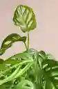 Hoja Rota O Monstera Adansoni - Detalle Con Amor Para Regalo En Fecha Especial, Amor Y Amistad, Cumpleaños, Aniversarios, Condolencias, Graduación, Felicitación Y Agradecimiento.