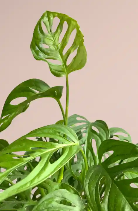 Hoja Rota O Monstera Adansoni - Detalle Con Amor Para Regalo En Fecha Especial, Amor Y Amistad, Cumpleaños, Aniversarios, Condolencias, Graduación, Felicitación Y Agradecimiento.