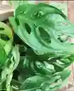 Hoja Rota O Monstera Adansoni - Detalle Con Amor Para Regalo En Fecha Especial, Amor Y Amistad, Cumpleaños, Aniversarios, Condolencias, Graduación, Felicitación Y Agradecimiento.