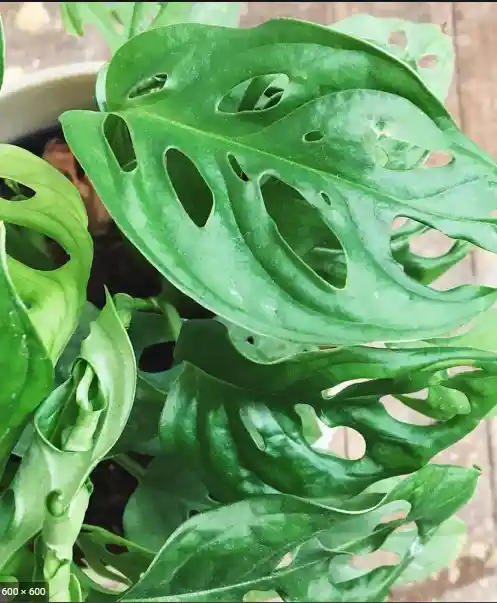 Hoja Rota O Monstera Adansoni - Detalle Con Amor Para Regalo En Fecha Especial, Amor Y Amistad, Cumpleaños, Aniversarios, Condolencias, Graduación, Felicitación Y Agradecimiento.