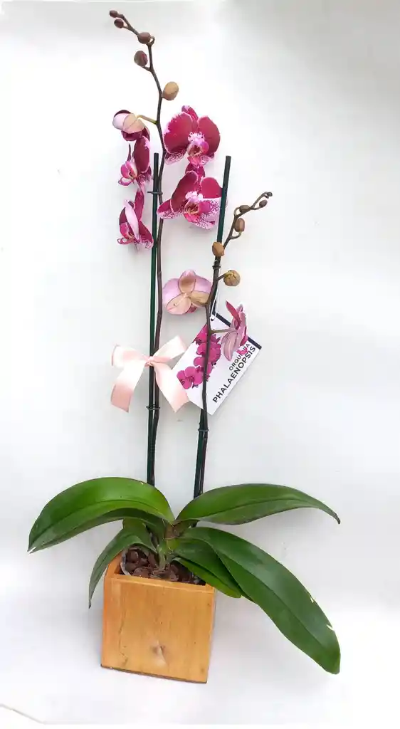 Orquídeas