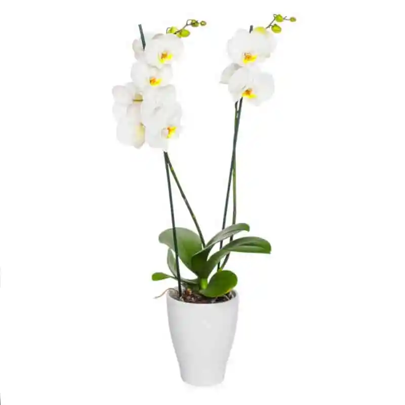 Orquídeas Blancas.