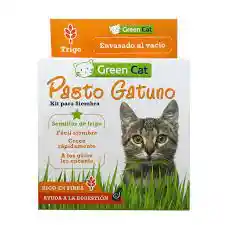 Kit Pasto Gatuno - Hierba Gatera - Semilla De Trigo