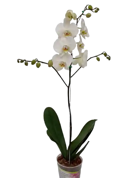 Orquidea Zercero Premium