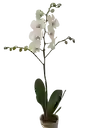 Orquidea Zercero Premium