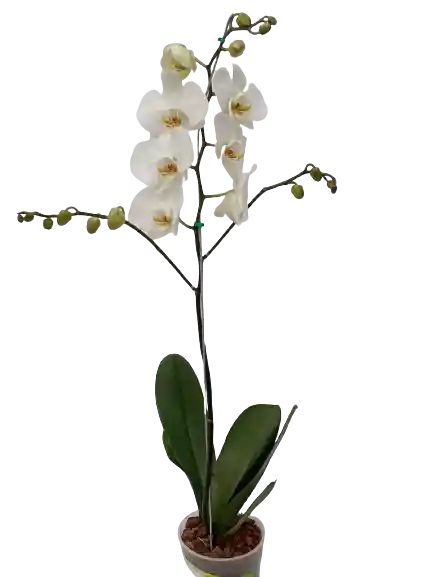 Orquidea Zercero Premium