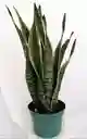 Planta Lengua De Suegra O Sansevieria - Detalle Con Amor Para Regalo En Fecha Especial, Día Del Padre, Cumpleaños, Aniversarios, Condolencias, Graduación, Felicitación Y Agradecimiento.