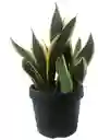 Planta Lengua De Suegra O Sansevieria - Detalle Con Amor Para Regalo En Fecha Especial, Día Del Padre, Cumpleaños, Aniversarios, Condolencias, Graduación, Felicitación Y Agradecimiento.