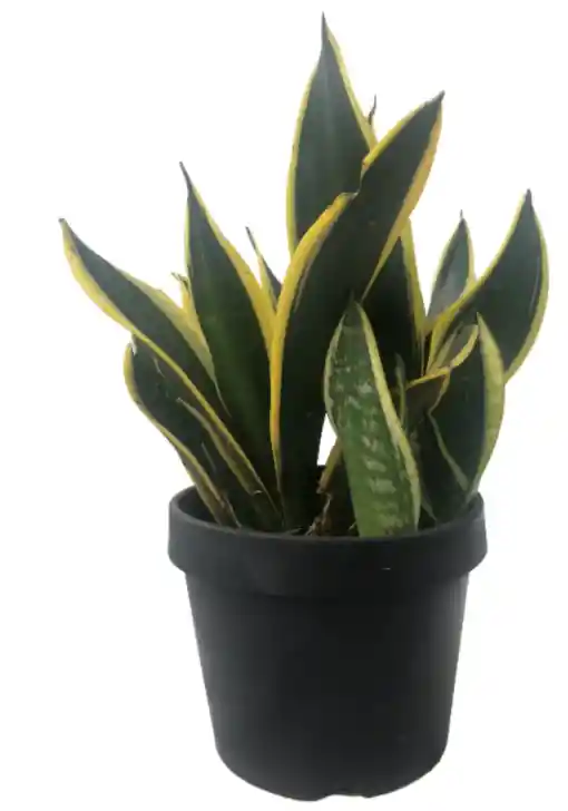 Planta Lengua De Suegra O Sansevieria - Detalle Con Amor Para Regalo En Fecha Especial, Día Del Padre, Cumpleaños, Aniversarios, Condolencias, Graduación, Felicitación Y Agradecimiento.