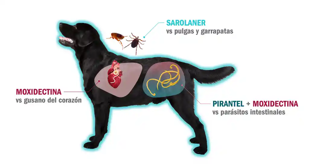 Simparica Trio Antipulgas Y Desparasitante Perros 5-10 Kg