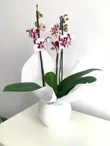 Orquideas Dalmata +base Ceramcia