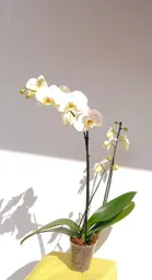 Orquídea Phalaenopsis