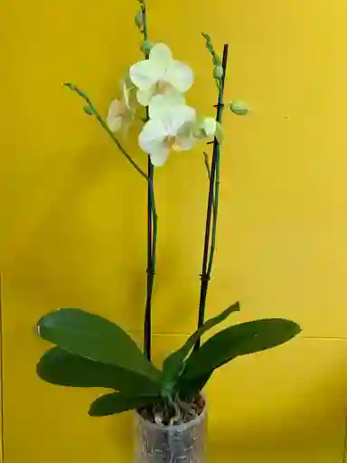 Orquídeas