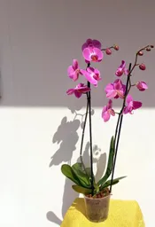 Orquidea Phalaenopsis Lila