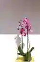 Orquidea Phalaenopsis Lila
