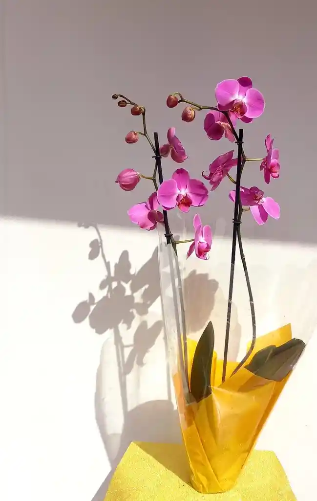 Orquidea Phalaenopsis Lila
