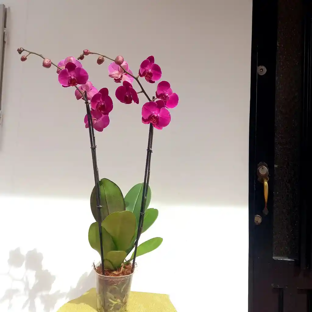 Orquidea Phalaenopsis Morada