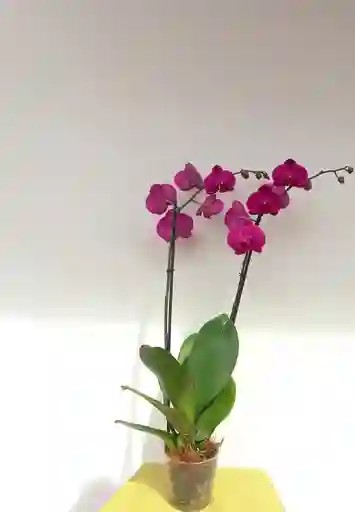 Orquidea Phalaenopsis Morada