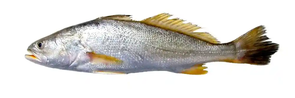 Pargo De Rio Tuc