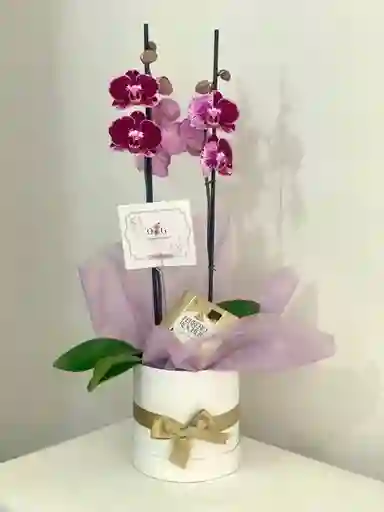 Dia De La Mujer - Gift Box Orquideas