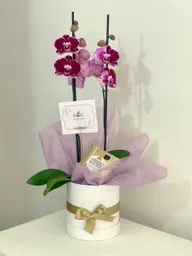 Gift Box Orquideas