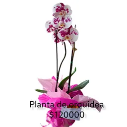 Planta De Orquídea