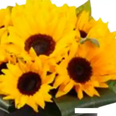 Caja Con Girasoles