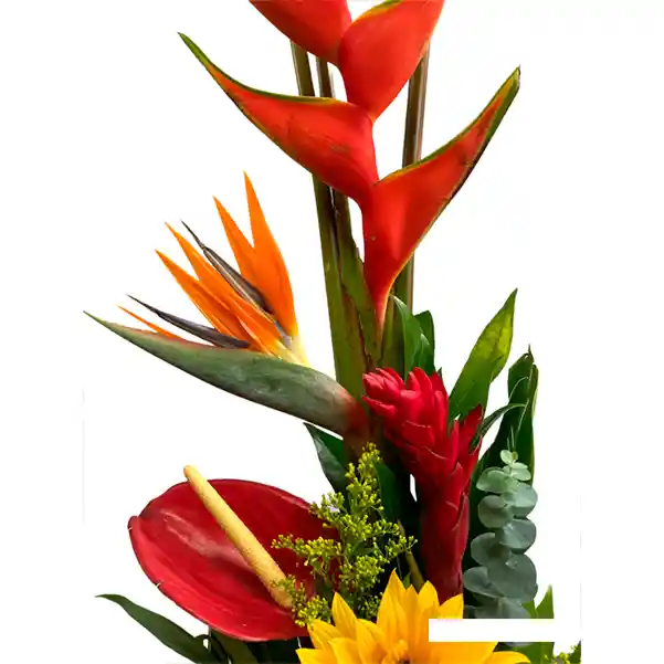 Flores Exóticas Colombia