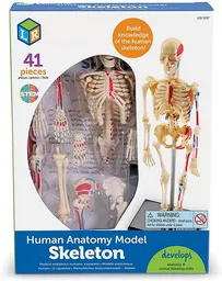 Juguetes Niño Modelo Educativo Esqueleto Humano Steam