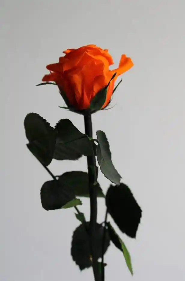 Rosa Mini Naranja