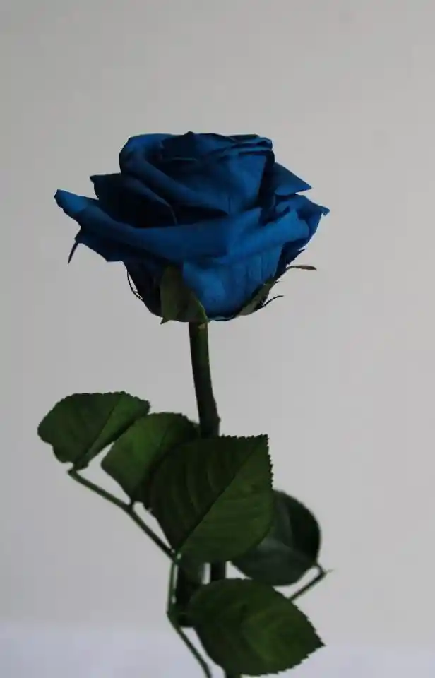 Rosa Mini Azul Noche