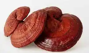 Ganoderma Extracto  Lucidum Reishi X 120 Capsulas Invima