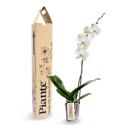 Orquidea Premium Floral Dame Blanche Piante