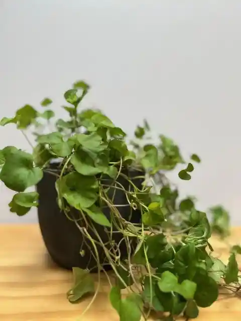 Dichondra En Matera De La Chamba