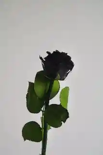 Rosa Mini Negro