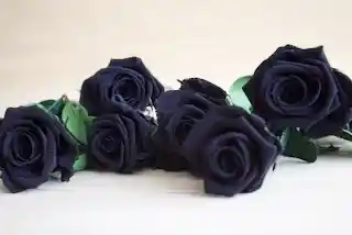 Rosa Mini Negro