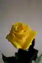 Rosa Estándar Amarillo