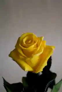 Rosa Estándar Amarillo